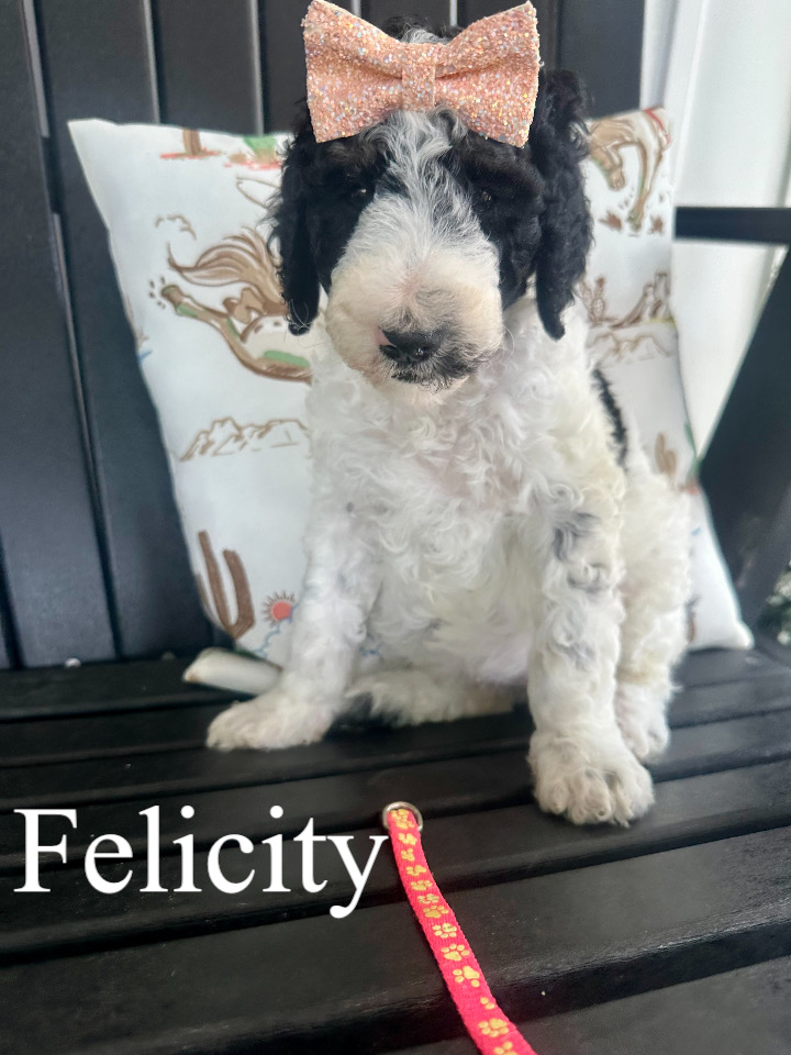 Felicity (Pink collar) 1